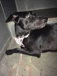 Gracie