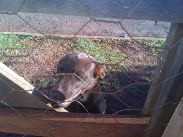 Cachorro ra a Srd idade Abaixo de 2 meses nome Sem nome filhotes