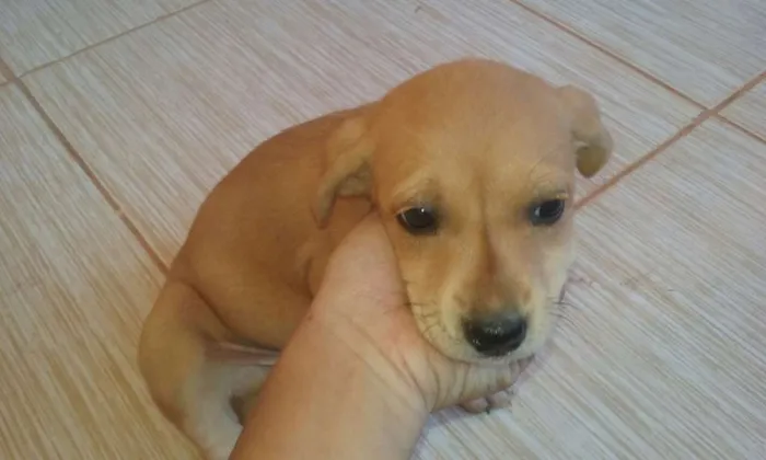 Cachorro ra a  idade Abaixo de 2 meses nome Sem Nome