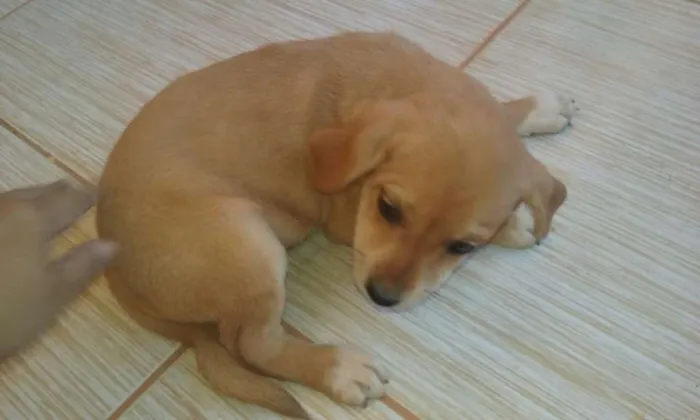 Cachorro ra a  idade Abaixo de 2 meses nome Sem Nome