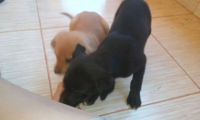 Cachorro ra a  idade Abaixo de 2 meses nome Sem Nome