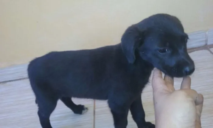 Cachorro ra a  idade Abaixo de 2 meses nome Sem Nome