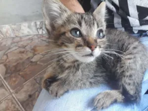 Gato raça desconhecida idade Abaixo de 2 meses nome sem nome