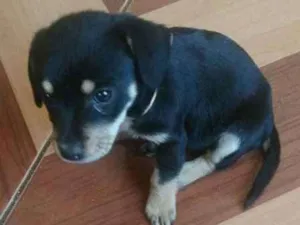 Cachorro raça vira-lata c/ rottweiler idade 2 a 6 meses nome luna