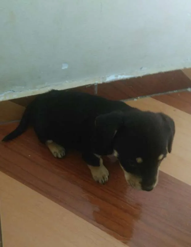 Cachorro raça vira-lata c/ rottweiler idade 2 a 6 meses nome luna