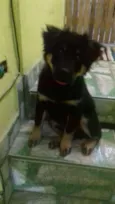 Bolt