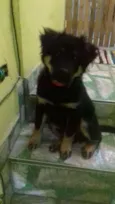 Bolt