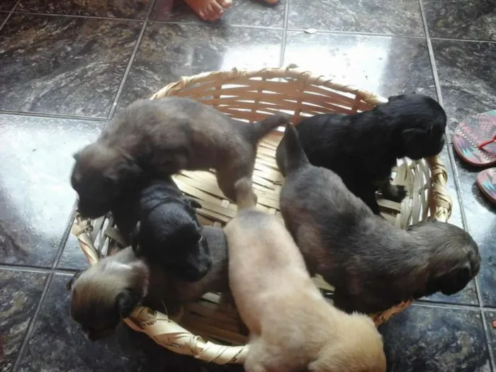 Cachorro ra a Vira lata  idade Abaixo de 2 meses nome Filhotes