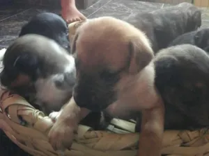 Cachorro raça Vira lata  idade Abaixo de 2 meses nome Filhotes