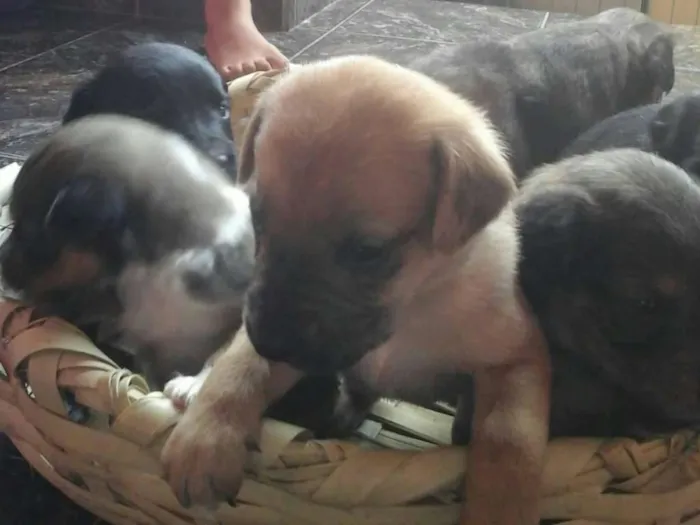 Cachorro ra a Vira lata  idade Abaixo de 2 meses nome Filhotes