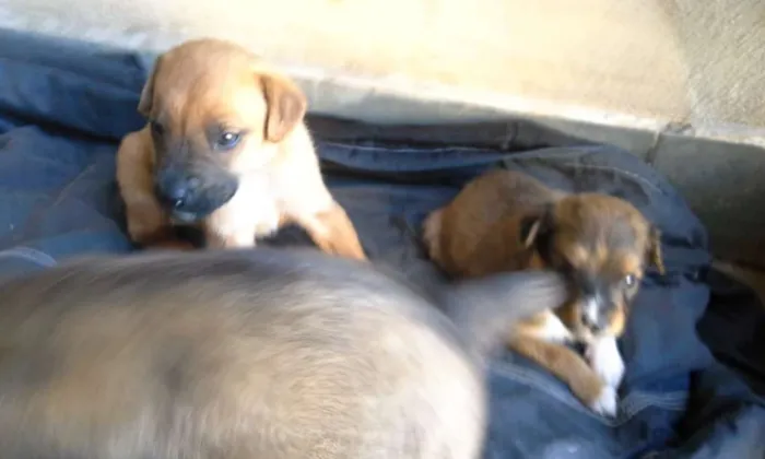 Cachorro ra a Vira lata  idade Abaixo de 2 meses nome Filhotes