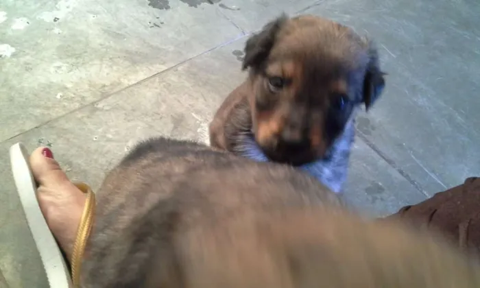 Cachorro ra a Vira lata  idade Abaixo de 2 meses nome Filhotes