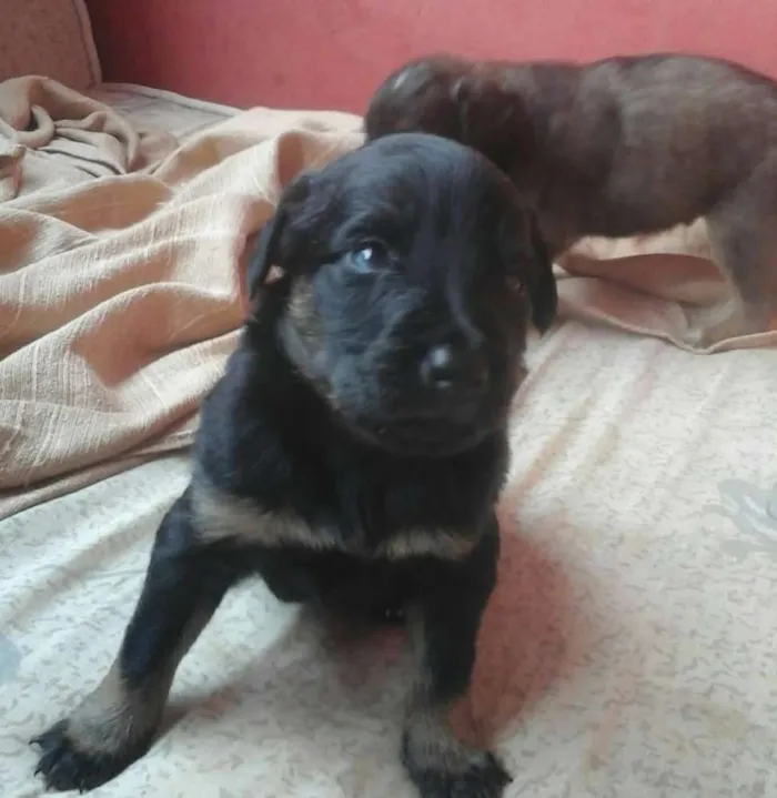 Cachorro ra a Vira lata  idade Abaixo de 2 meses nome Filhotes