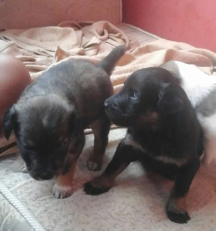 Cachorro ra a Vira lata  idade Abaixo de 2 meses nome Filhotes