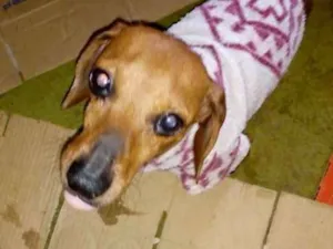 Cachorro raça Daschund  idade 3 anos nome Gigante adoção espec