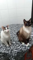 Jack & Pagu (irmãos)