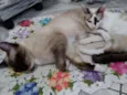 Jack & Pagu (irmãos)