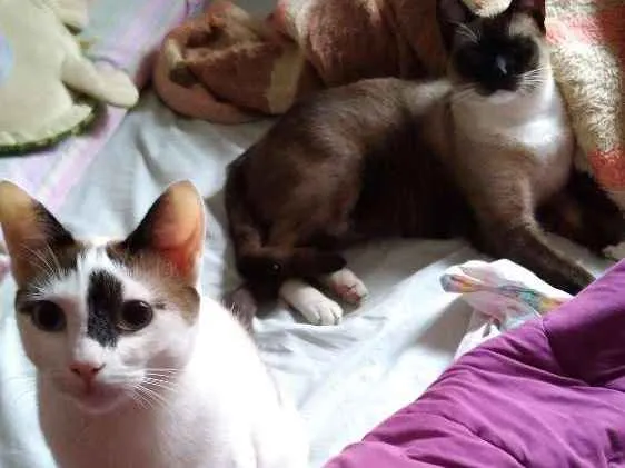 Gato ra a Siamês & Branca com marrom idade 1 ano nome Jack & Pagu (irmãos)