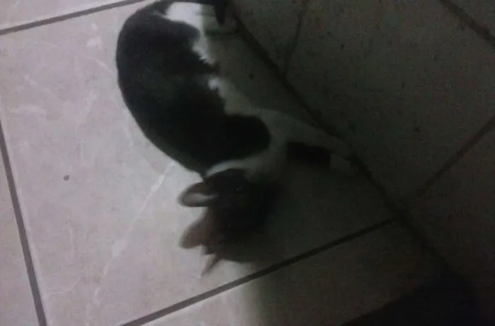 Gato raça vira-lata idade 2 a 6 meses nome delfina