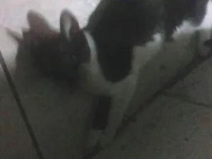 Gato raça vira-lata idade 2 a 6 meses nome delfina