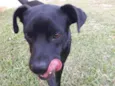 Rex