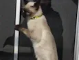 Dylan