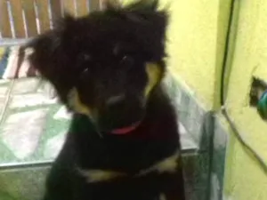 Cachorro raça Chow chow idade 2 a 6 meses nome Bolt