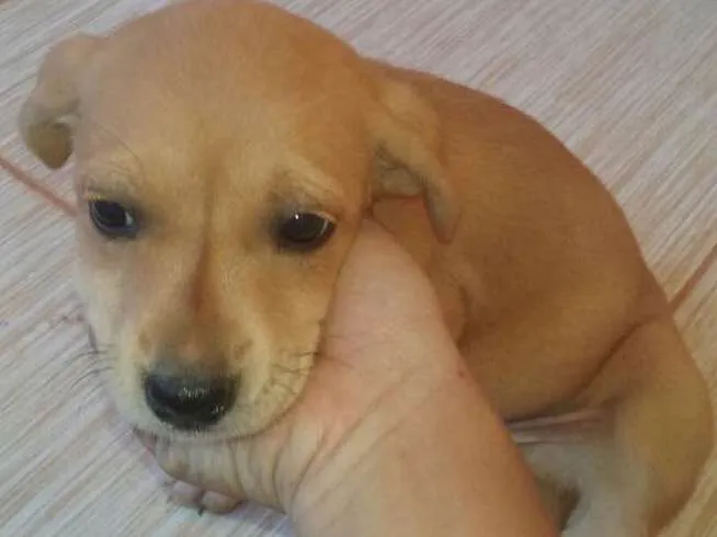 Cachorro ra a  idade Abaixo de 2 meses nome Sem Nome