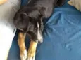 Bruno