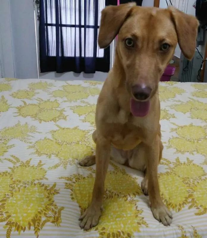 Cachorro ra a SRD idade 7 a 11 meses nome Chiara