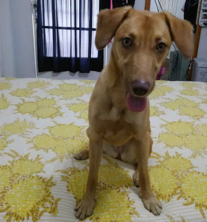 Cachorro ra a SRD idade 7 a 11 meses nome Chiara