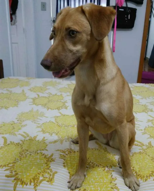 Cachorro ra a SRD idade 7 a 11 meses nome Chiara