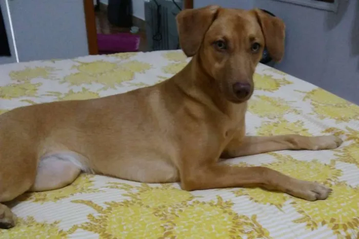 Cachorro ra a SRD idade 7 a 11 meses nome Chiara