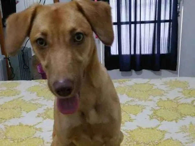 Cachorro ra a SRD idade 7 a 11 meses nome Chiara