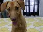 Cachorro raça SRD idade 7 a 11 meses nome Chiara