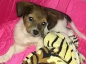 Cachorro raça Não identificado idade 2 a 6 meses nome Ayla