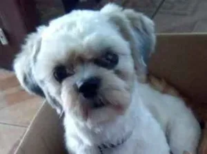 Cachorro raça Shiitzu idade 1 ano nome Polar