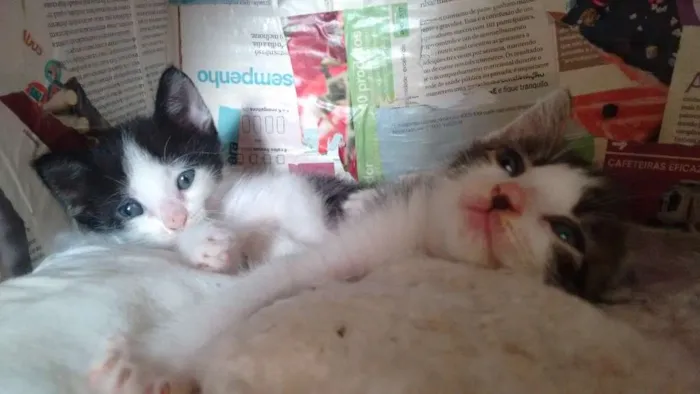 Gato raça SRD idade Abaixo de 2 meses nome A escolher