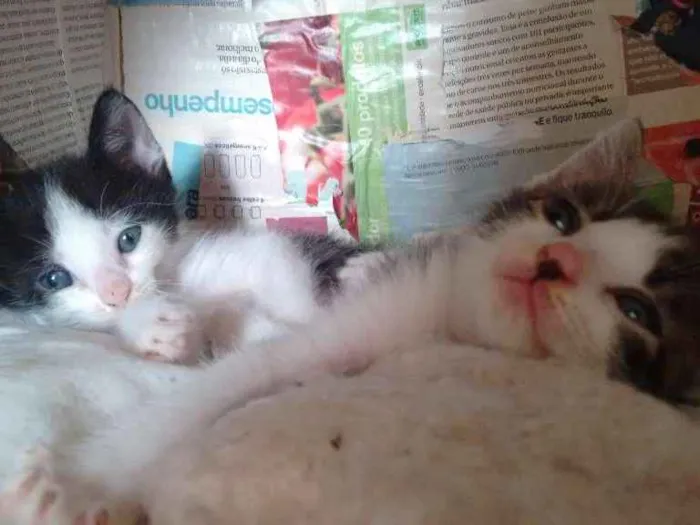 Gato raça SRD idade Abaixo de 2 meses nome A escolher