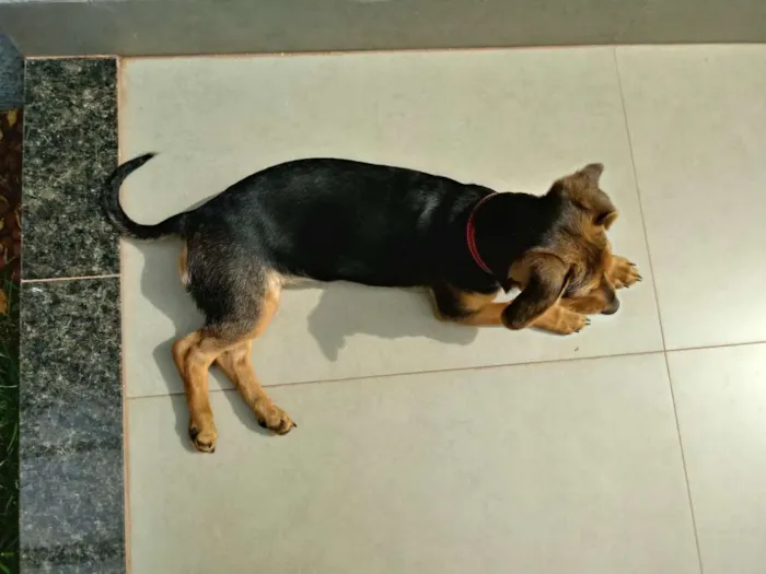 Cachorro ra a Basset idade 2 a 6 meses nome Sissa