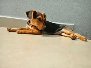 Cachorro raça Basset idade 2 a 6 meses nome Sissa