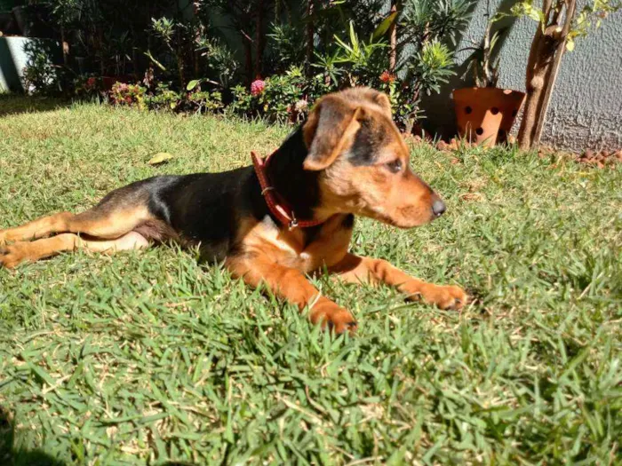 Cachorro ra a Basset idade 2 a 6 meses nome Sissa