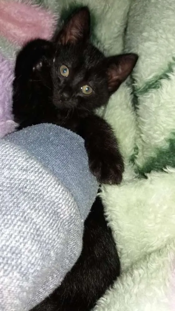 Gato ra a Nao definida idade Abaixo de 2 meses nome Nao definido