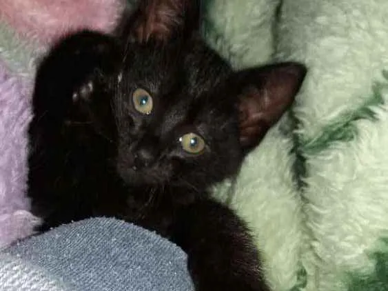 Gato ra a Nao definida idade Abaixo de 2 meses nome Nao definido