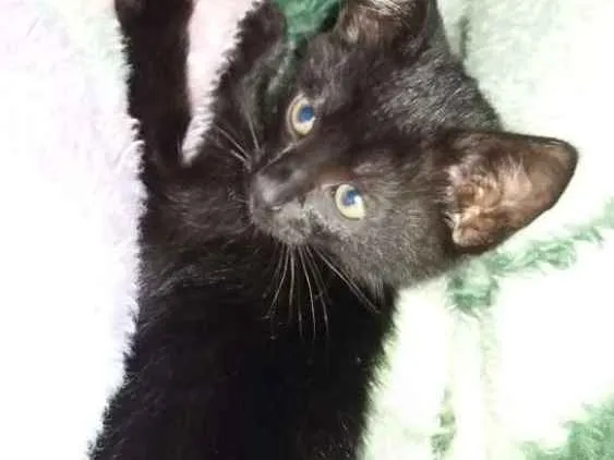 Gato ra a Nao definida idade Abaixo de 2 meses nome Nao definido