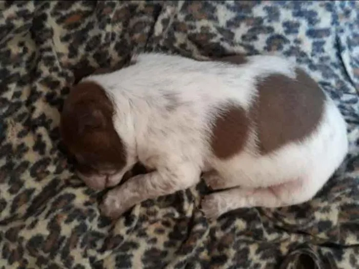 Cachorro ra a Vira lata  idade Abaixo de 2 meses nome Nenhum