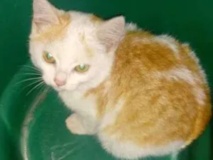 Gato raça  idade 2 a 6 meses nome Diamante 