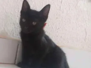 Gato raça viralata idade 2 a 6 meses nome pretinho