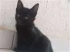 Gato raça viralata idade 2 a 6 meses nome pretinho