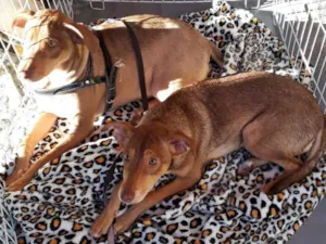 Cachorro raça SRD idade 2 a 6 meses nome Leo e Lara 
